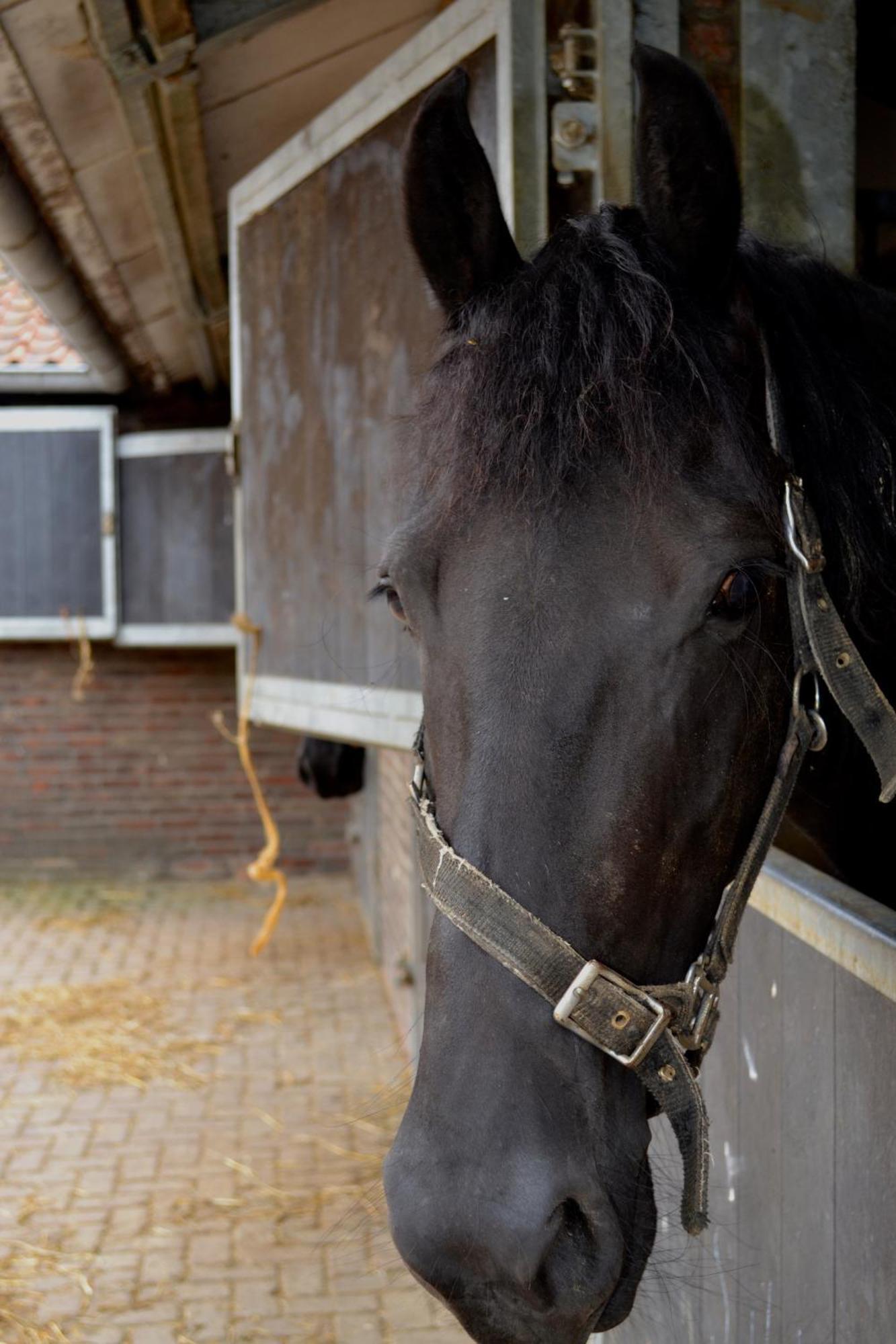 De Moolt Vakantiewoningen Eckelrade Bagian luar foto