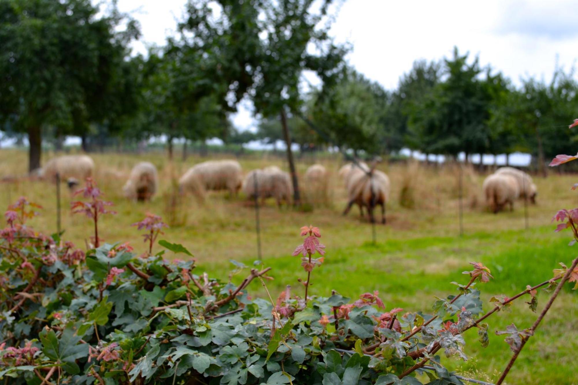 De Moolt Vakantiewoningen Eckelrade Bagian luar foto